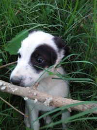 Close-up of dog on field