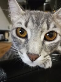 Close-up portrait of cat at home