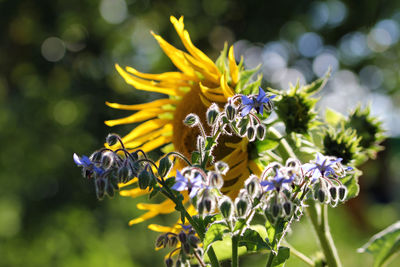 European honey bee at borage