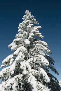 Low angle view of snow covered tree against sky