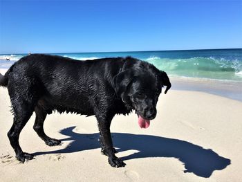 Dog on beach against sky