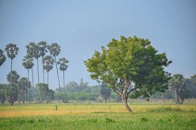 Trees on field against clear sky