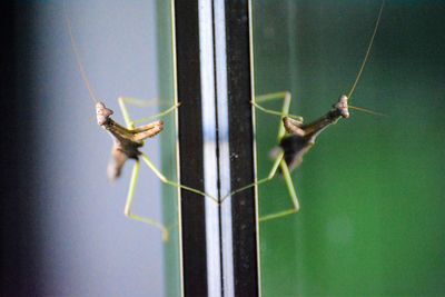 Close-up of insect on glass window