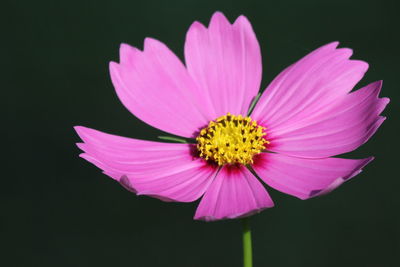 Close-up of pink cosmos flower against black background