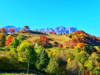 Plants and trees against sky during autumn