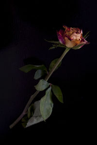 Close-up of rose flower against black background