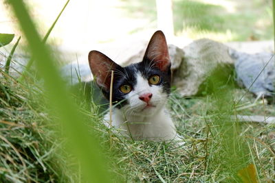 Portrait of a cat on field