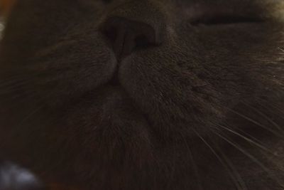 Full frame shot of cat