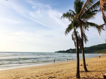 Palm trees on beach against sky