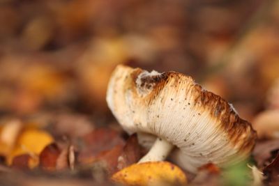 Close-up of mushrooms