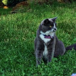 View of cat sitting on grass
