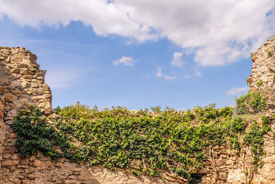 Plants growing on rocks against sky