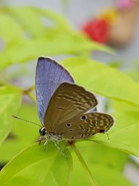 Close-up of butterfly pollinating on flower