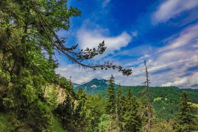 Low angle view of pine tree against sky