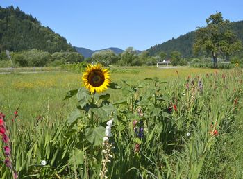 Scenic view of sunflower field against sky