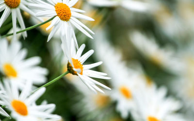 Close-up of white daisy flowers