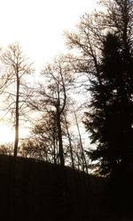 Bare trees against sky at sunset