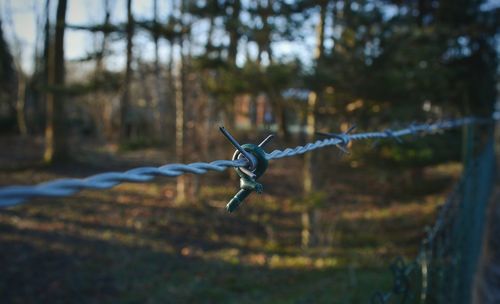 Close-up of barbed wire on field 