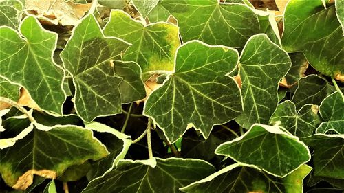 High angle view of leaves on plant