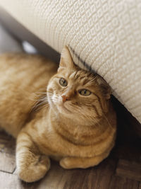 Ginger tabby cat lies near beige couch. pet with curious emotion on face. relaxed domestic animal.