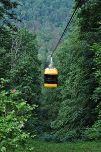 Overhead cable car in forest