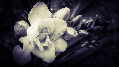 Close-up of flowers blooming outdoors
