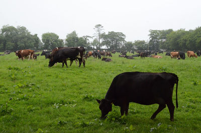 Cows grazing on grassy field