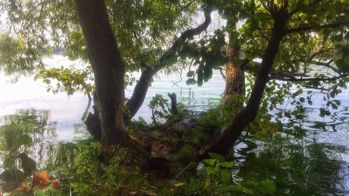 Trees by lake in forest