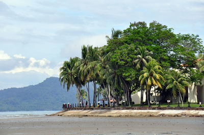 Palm trees on beach against sky