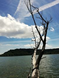 Bare tree by lake against sky