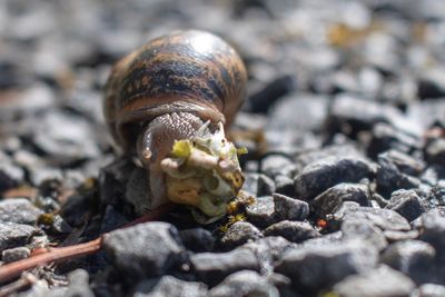 Close-up of shell on rock