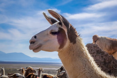 Close-up of llama on field
