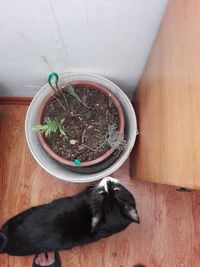 High angle view of cat on table