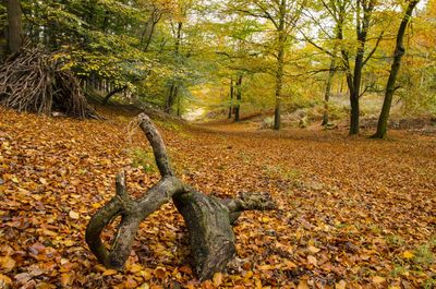 Trees in forest during autumn