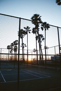 Silhouette palm trees seen through chainlink fence