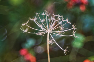 Close-up of dandelion against blurred background