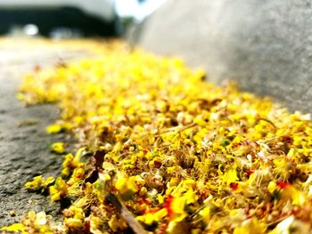 Close-up of yellow flowers