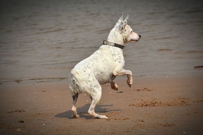 Dog standing on beach