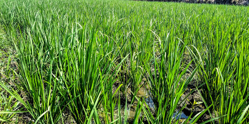 High angle view of crops growing on field