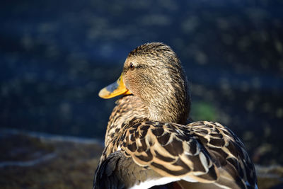 Close-up of mallard duck