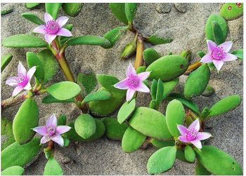 Close-up of pink flowers