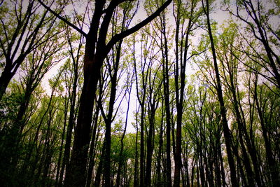 Low angle view of trees in forest against sky