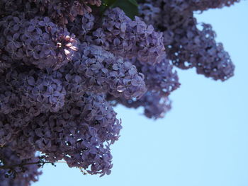 Close-up of purple hydrangea flowers