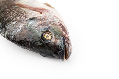 Close-up of fish