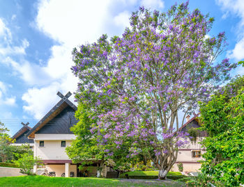 Cherry blossom tree by building against sky