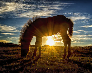 Silhouette horse grazing on field against sky during sunset