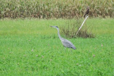 Gray heron perching on field