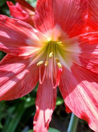 Close-up of pink flower