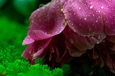 Close-up of wet pink rose flower