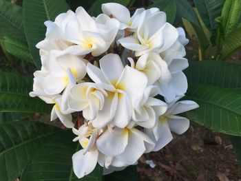 Close-up of white flowers blooming outdoors